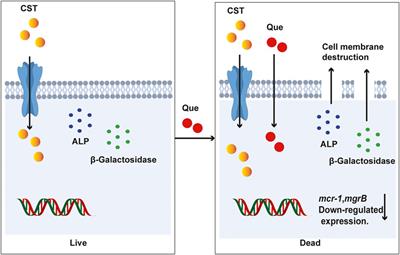 Quercetin Rejuvenates Sensitization of Colistin-Resistant Escherichia coli and Klebsiella Pneumoniae Clinical Isolates to Colistin